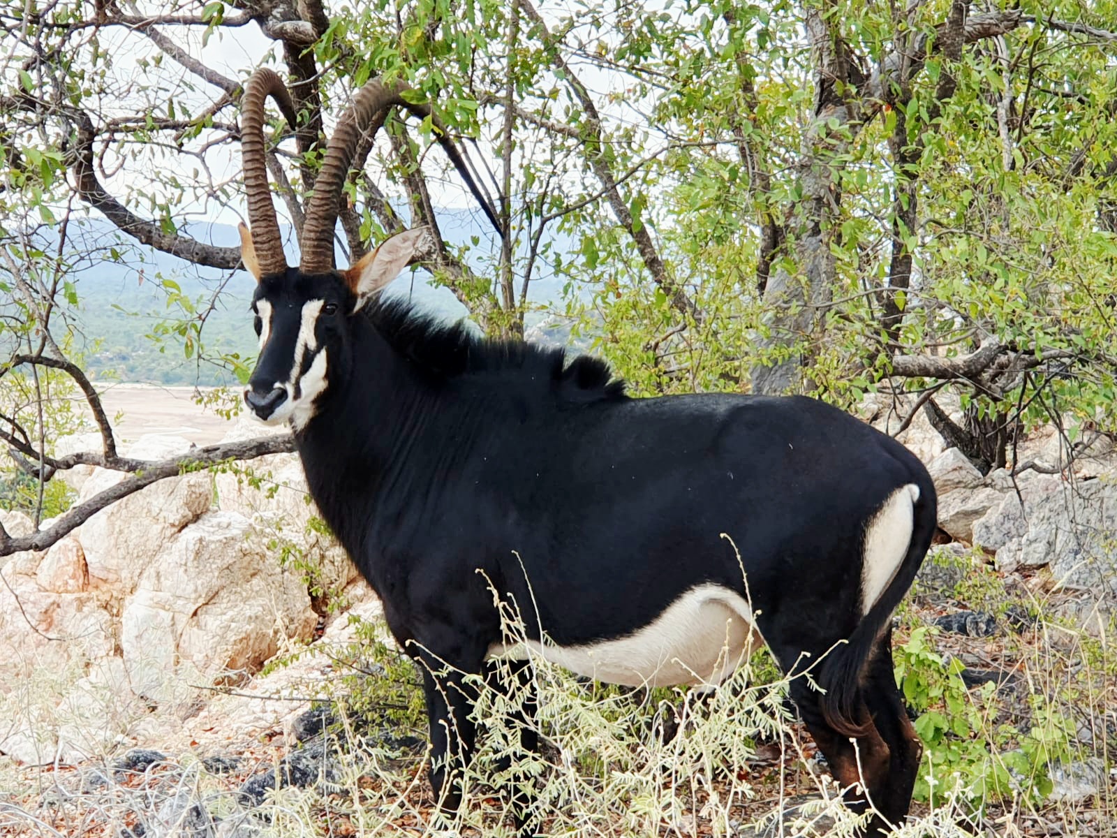 Plains Game Hunting South Africa