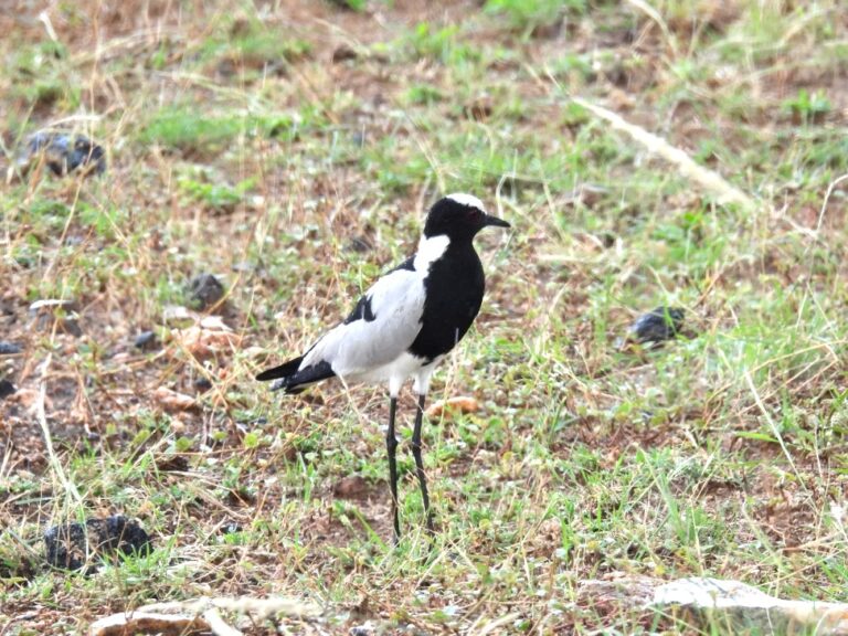 Lapwing bird species in Musina, Limpopo South Africa