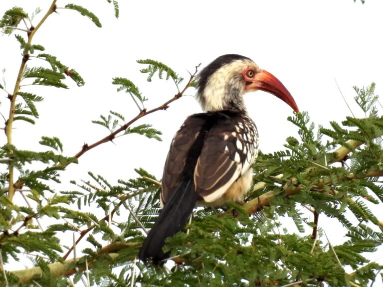 hornbill-bird-watching-limpopo.jpg