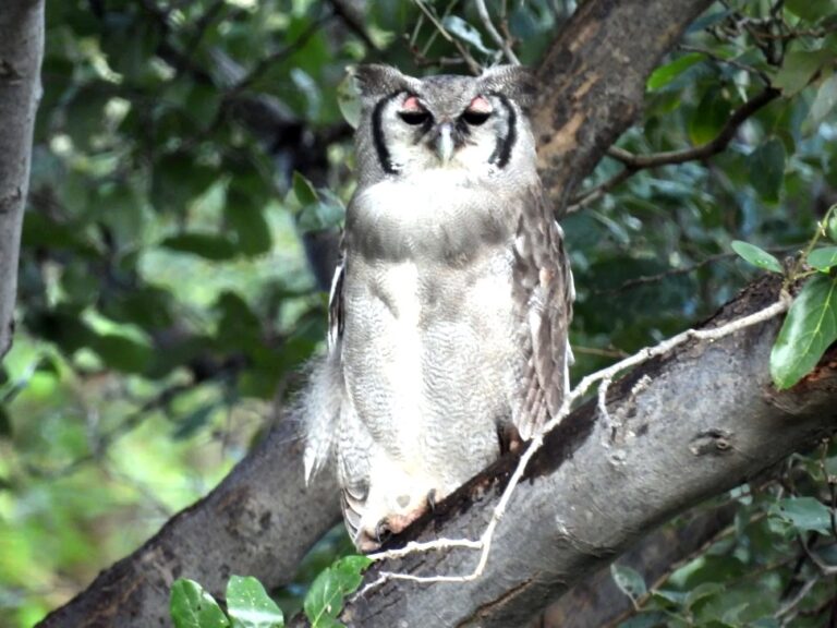 giant-eagle-owl-bird-safari-musina.jpg
