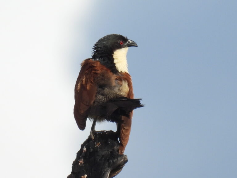 Bateleur Eagle perched during a bird watching safari in South Africa