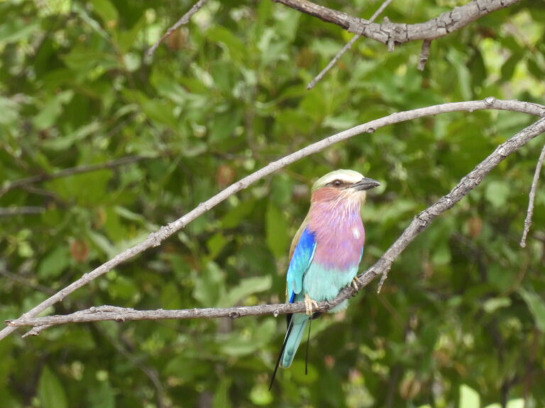 lilac-breasted-roller-musina-bird-safari.jpg