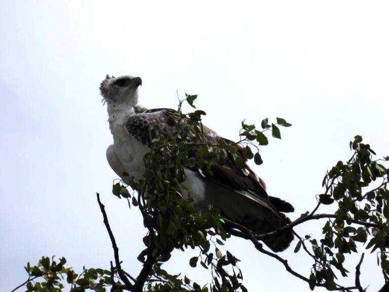 African Fish Eagle sighted during bird watching safari in South Africa