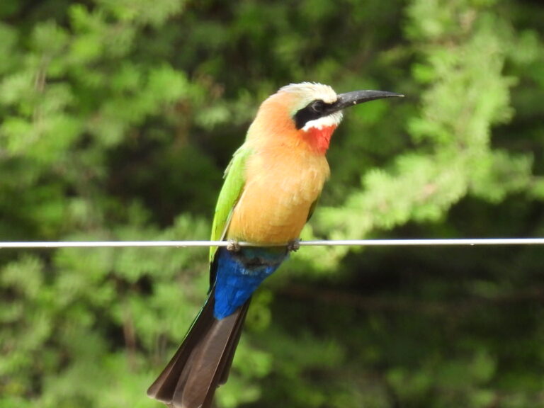 White-fronted Bee-eater spotted during a Limpopo River bird watching safari