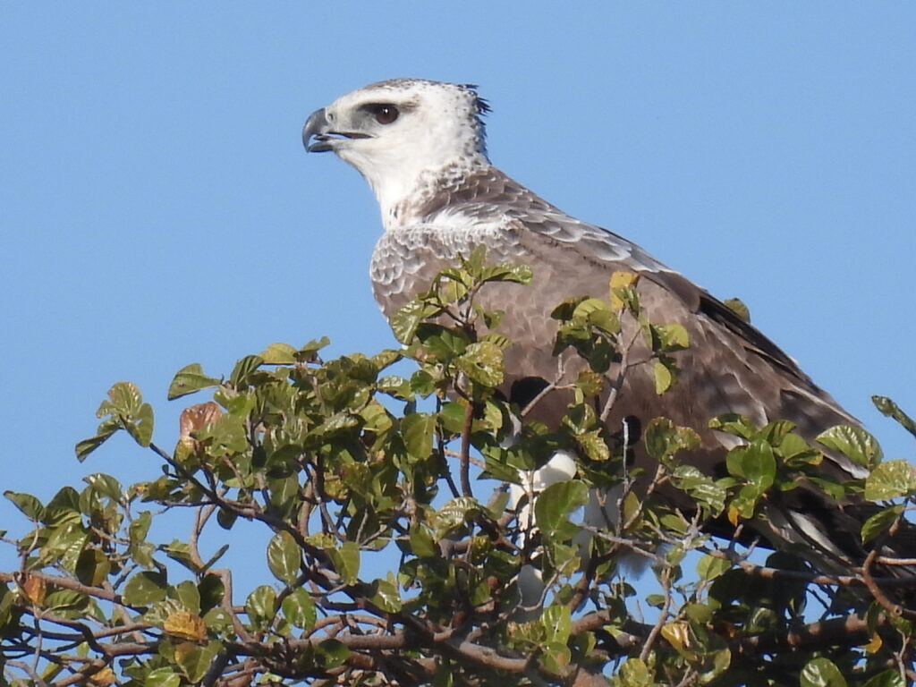 African Fish Eagle sighted during bird watching safari in South Africa