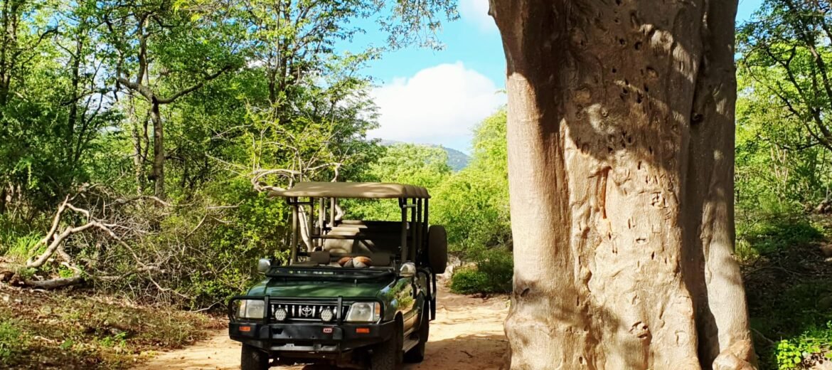 all inclusive hunting safari south africa