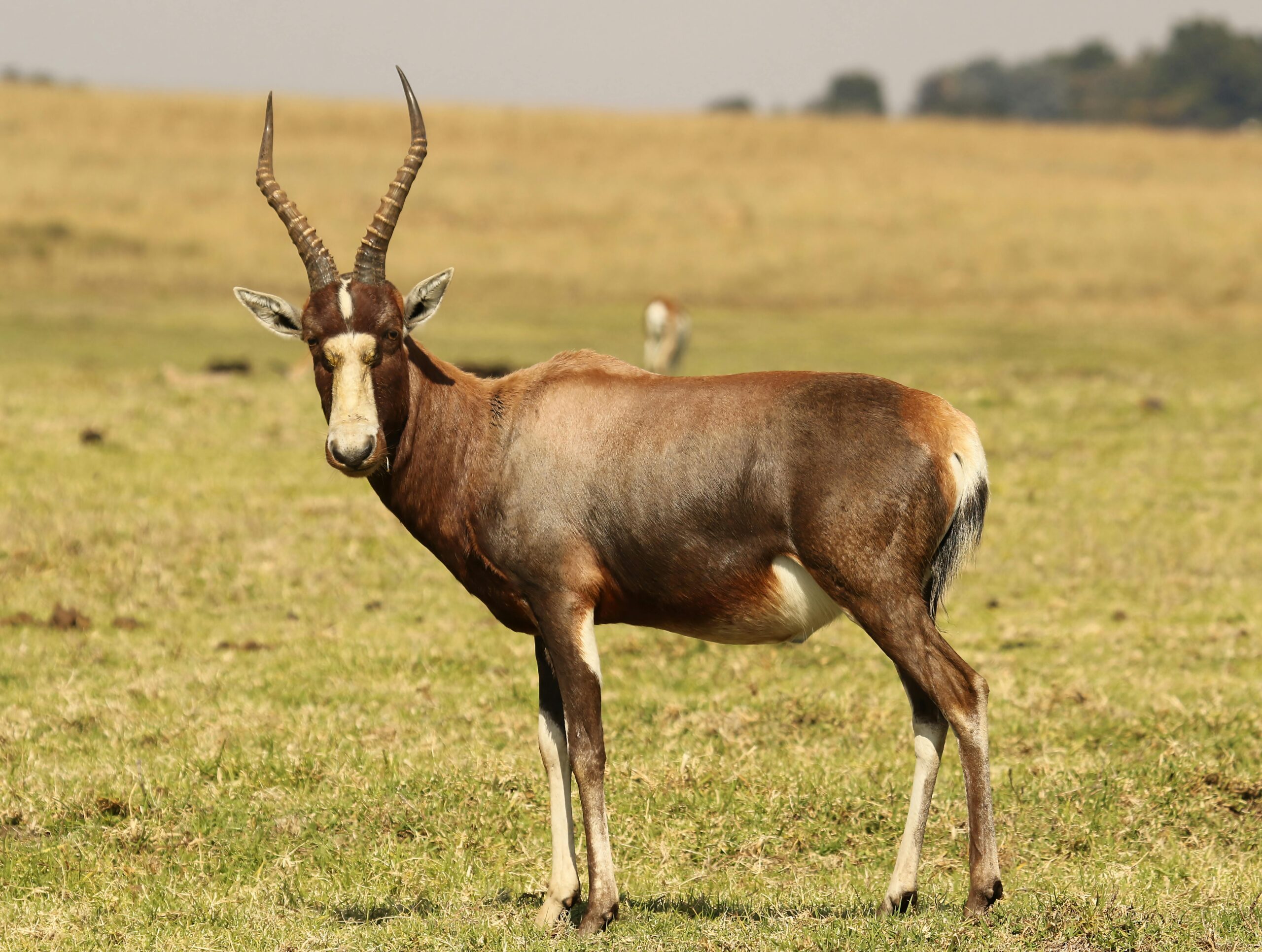 A blesbok standing in the grasslands of Krugersdorp Nature Reserve, South Africa.