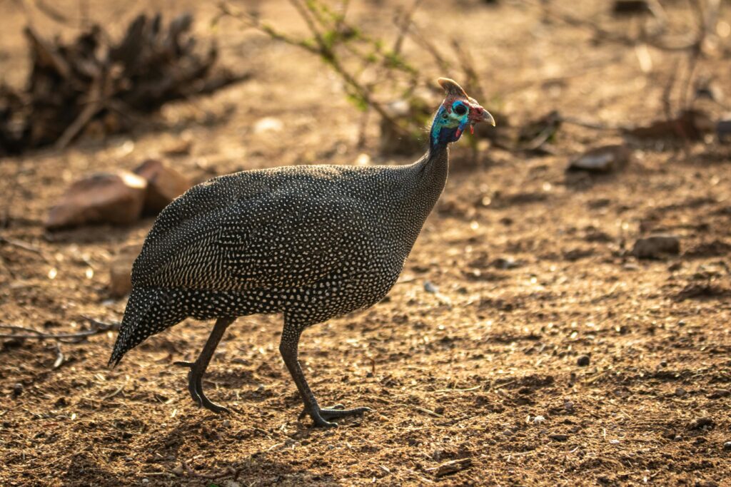 Game Bird Hunting South Africa in Limpopo wetlands