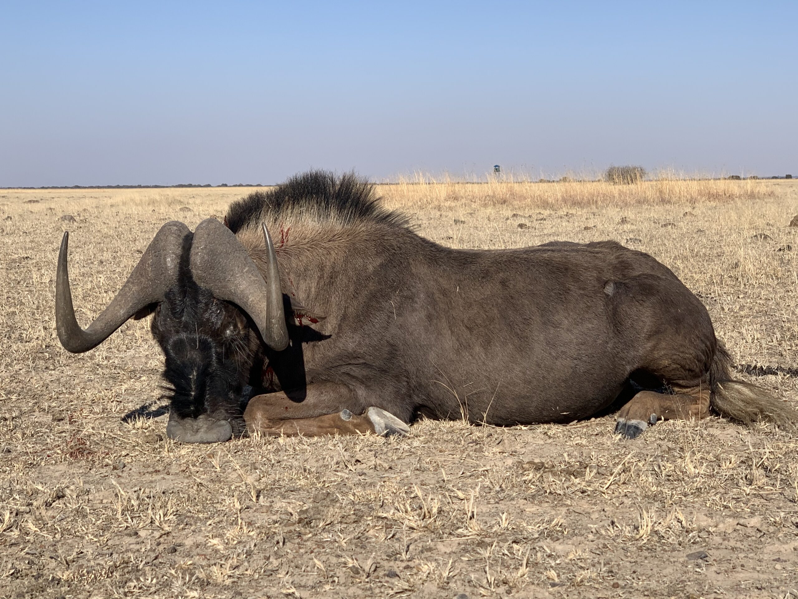 Blue Wildebeest Hunting South Africa
