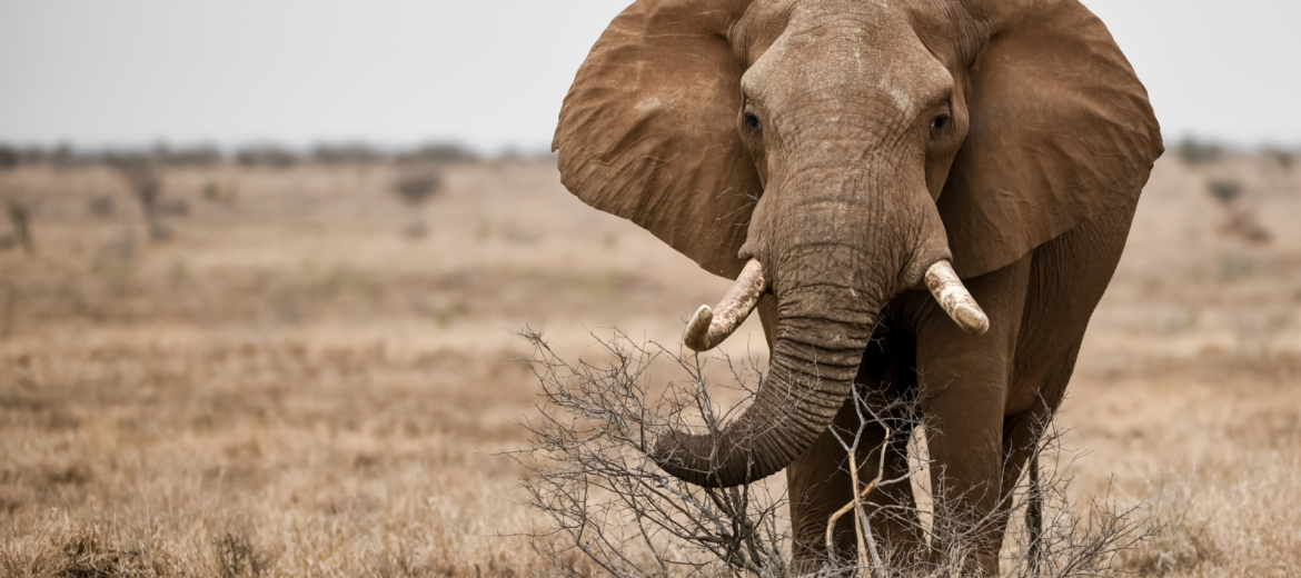 Dangerous Game Hunting South Africa