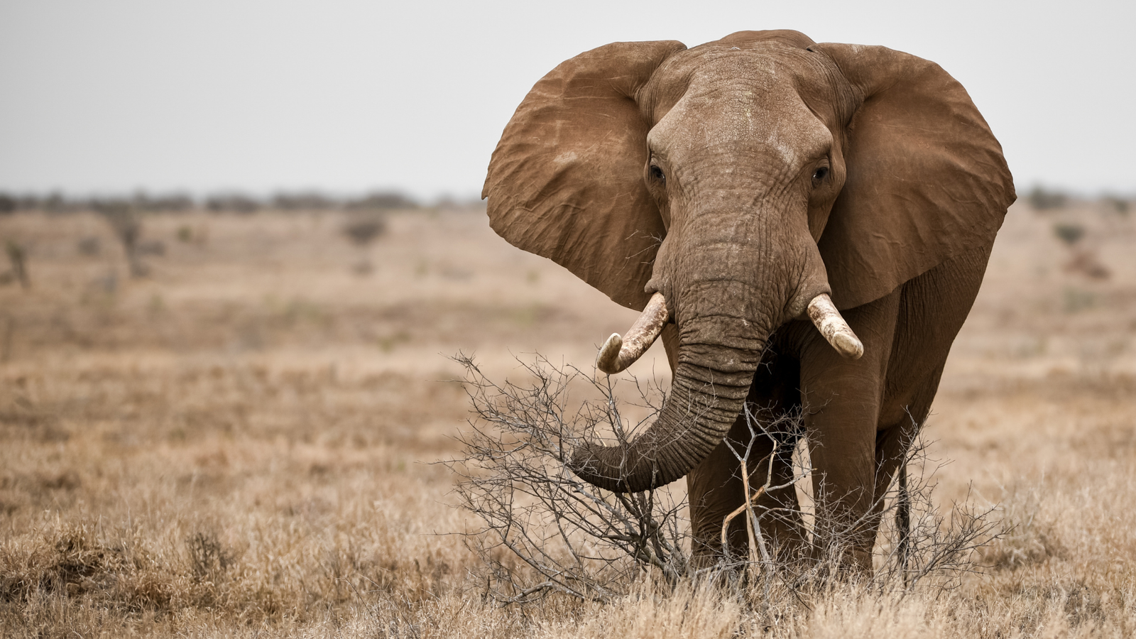 Dangerous Game Hunting South Africa