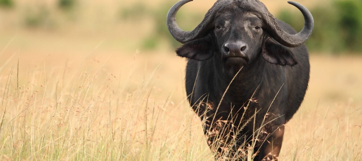 Cape Buffalo Hunting Limpopo