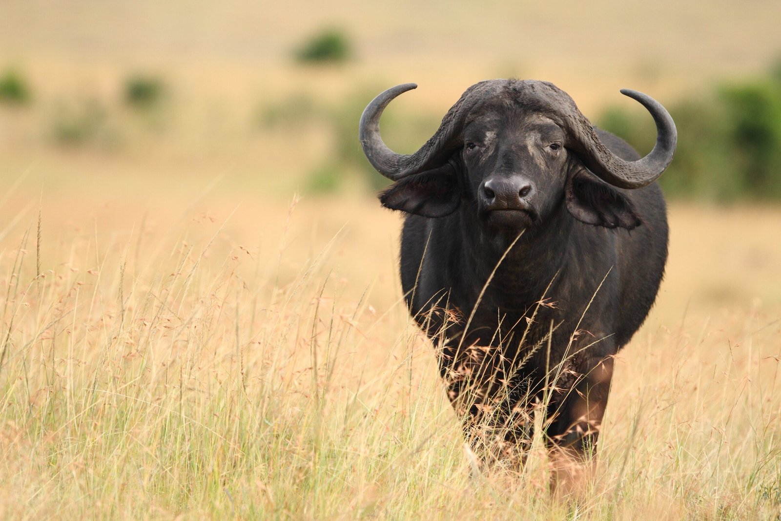 Cape Buffalo Hunting Limpopo
