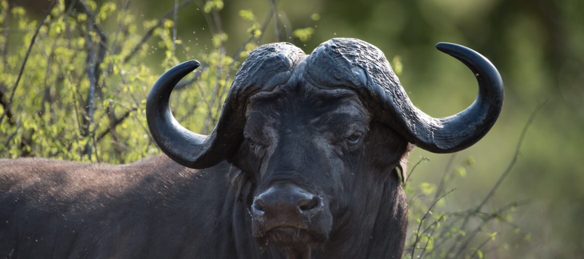 Hunting Safaris South Africa Twilight Safaris