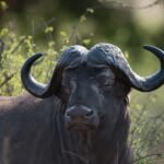 Hunting Safaris South Africa Twilight Safaris