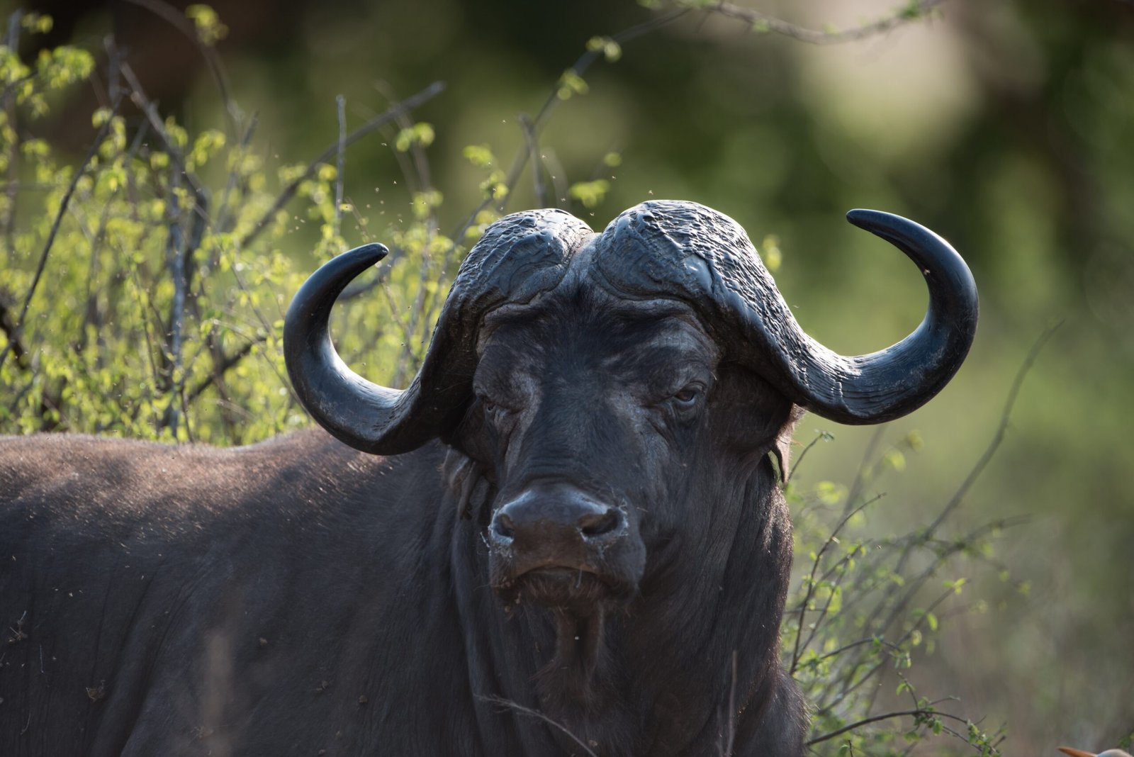 Hunting Safaris South Africa Twilight Safaris