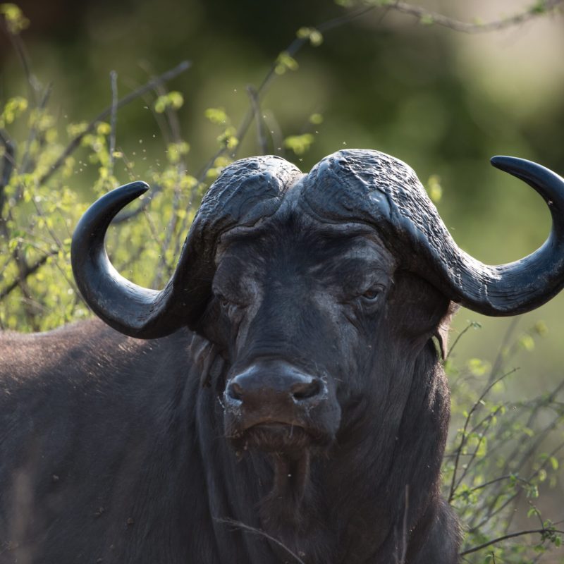 Hunting Safaris South Africa Twilight Safaris