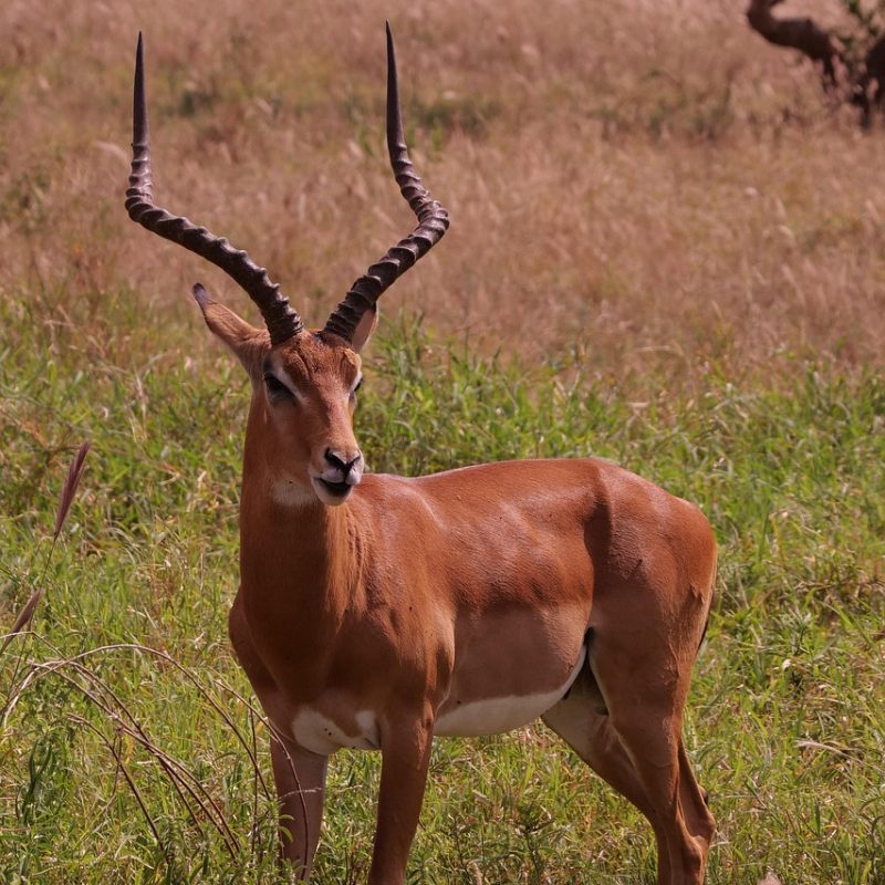 africa, impala, antelope, wildlife, horns, safari, kenya, wilderness, nature, species, fauna, animal, mammal, impala, impala, impala, impala, impala