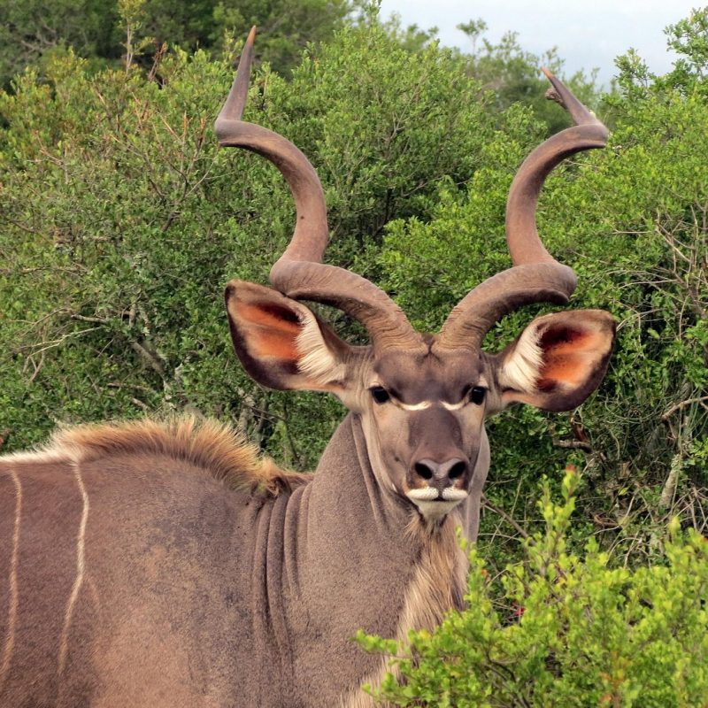 Plains game hunting safari South Africa