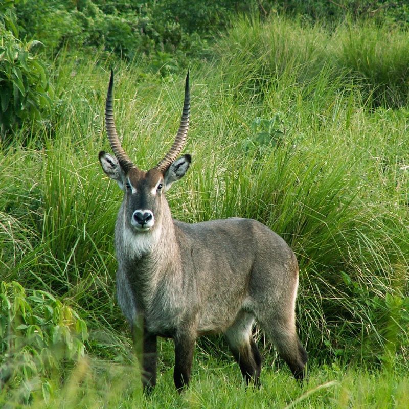 waterbuck, tanzania, africa, animal, nature, wildlife