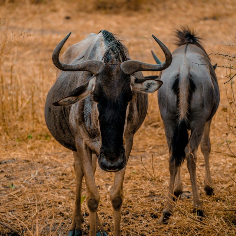 Close-up of wildebeests in Tanzania's savannah during a safari adventure.
