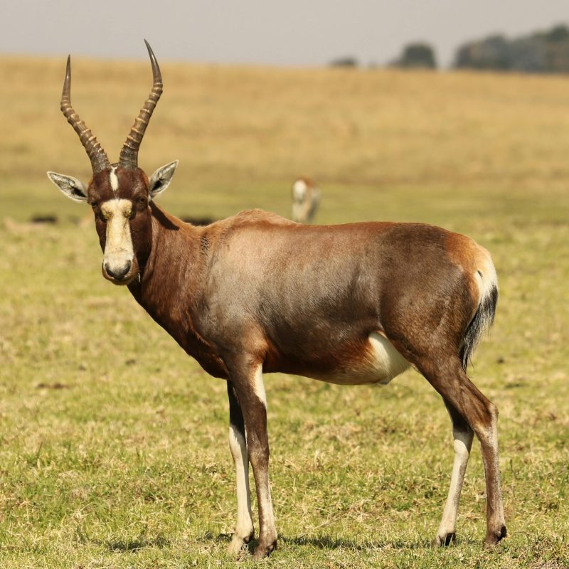 A blesbok standing in the grasslands of Krugersdorp Nature Reserve, South Africa.