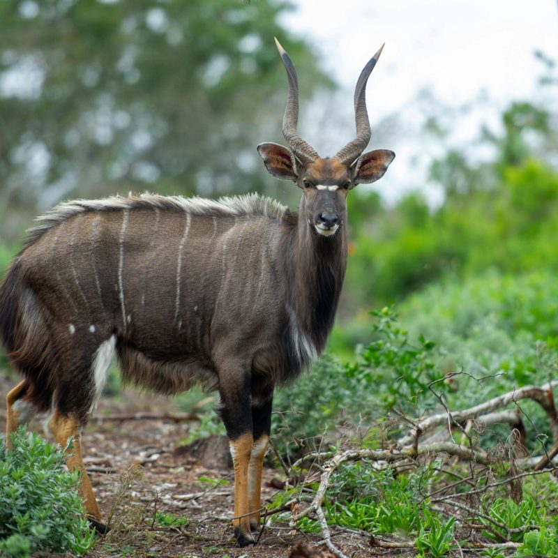 Close-up of a nyala bull showcasing its striking antlers in the lush South African savanna.