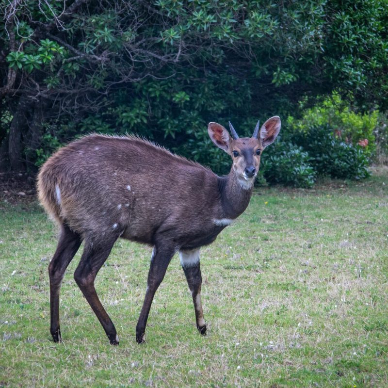 A bushbuck antelope stands gracefully in a lush, green outdoor setting.