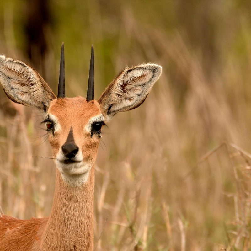 A Steenbok standing in a grassy field in Bo-Karoo, South Africa.